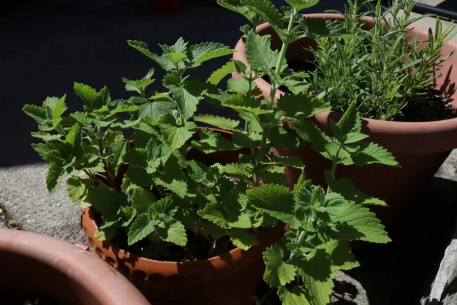 5 bylinek, které zvládnete pěstovat i na balkoně