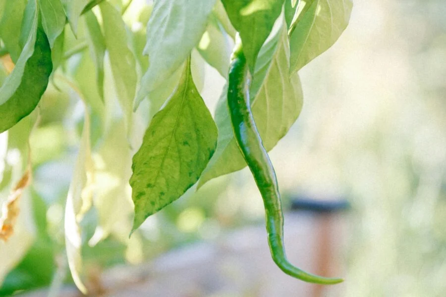 Jak založit vyvýšený záhon krok za krokem