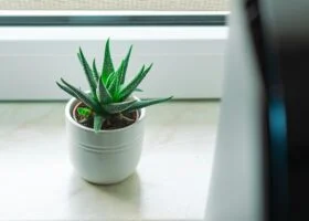 Jak zlepšit kvalitu vzduchu doma