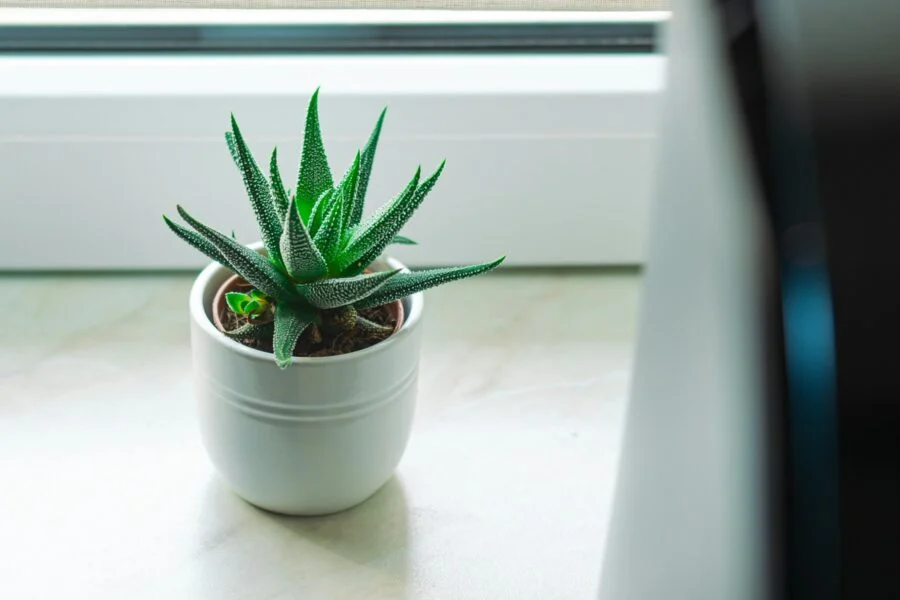 Jak zlepšit kvalitu vzduchu doma