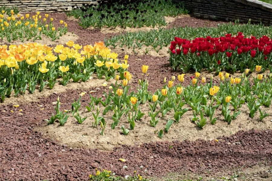 Jarní proměna zahrady: 12 tipů pro krásnější a zdravější prostor