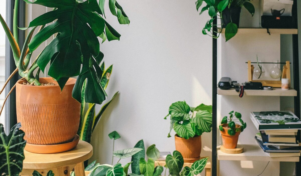 Rostliny v obývacím pokoji
