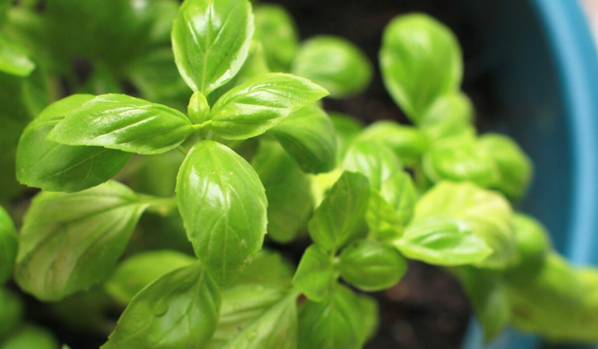 Bazalka, máta a rozmarýn v květináčích