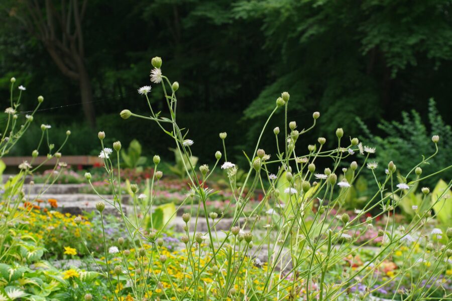 Permakultura pro začátečníky: principy v praxi