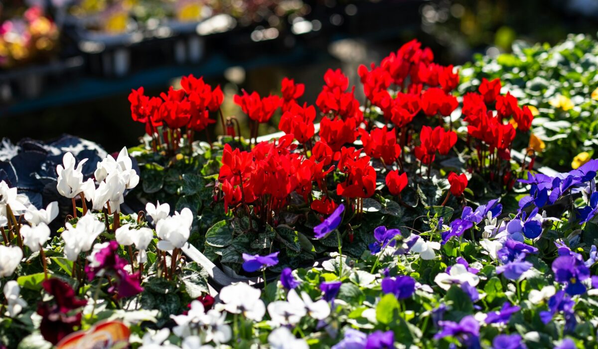 Ruce sázející rostliny do půdy