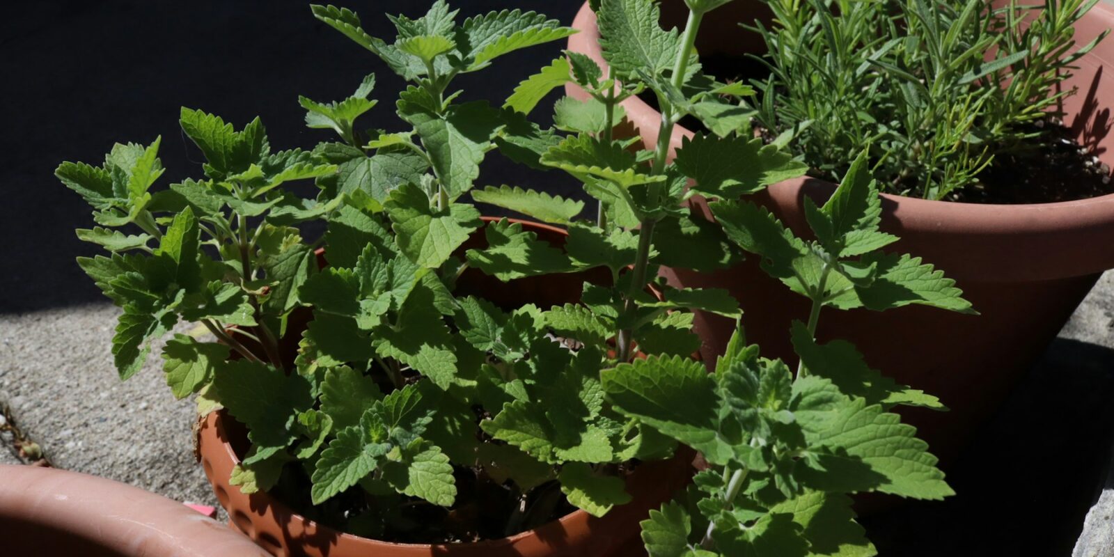 5 bylinek, které zvládnete pěstovat i na balkoně