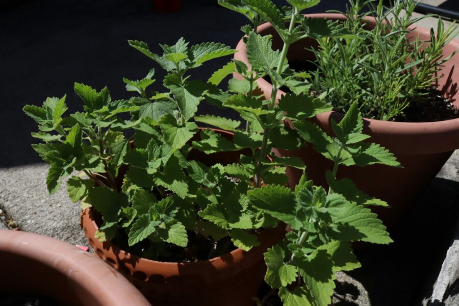 5 bylinek, které zvládnete pěstovat i na balkoně