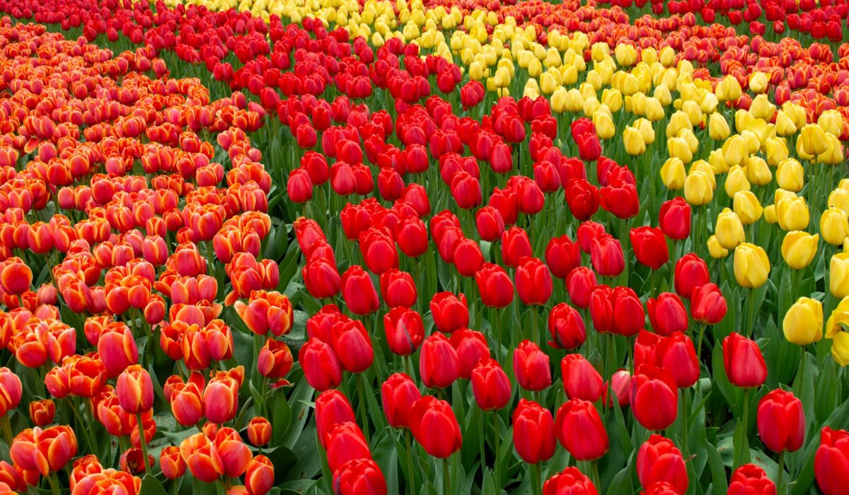 Rozkvétající jarní zahrada