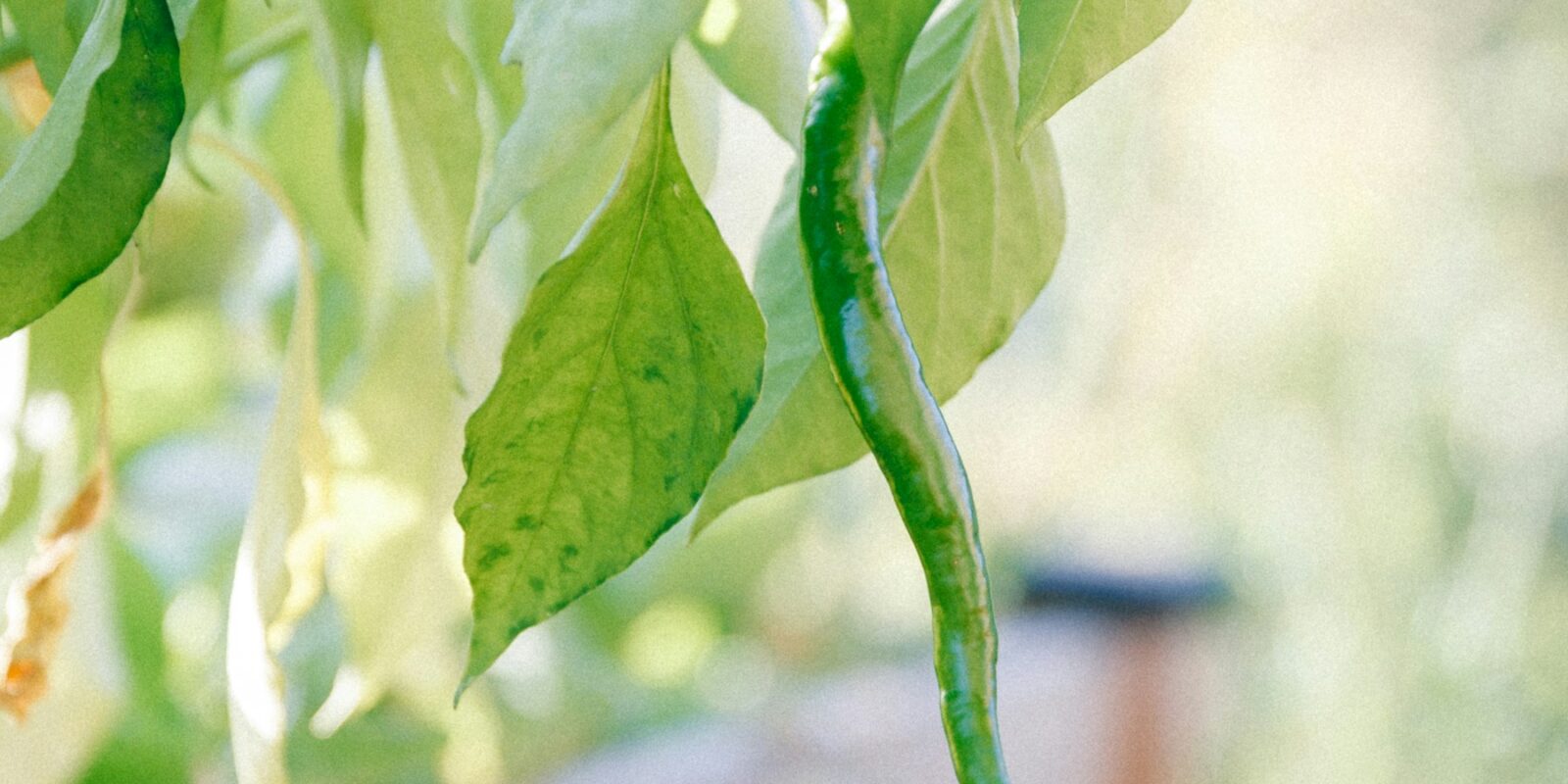 Jak založit vyvýšený záhon krok za krokem