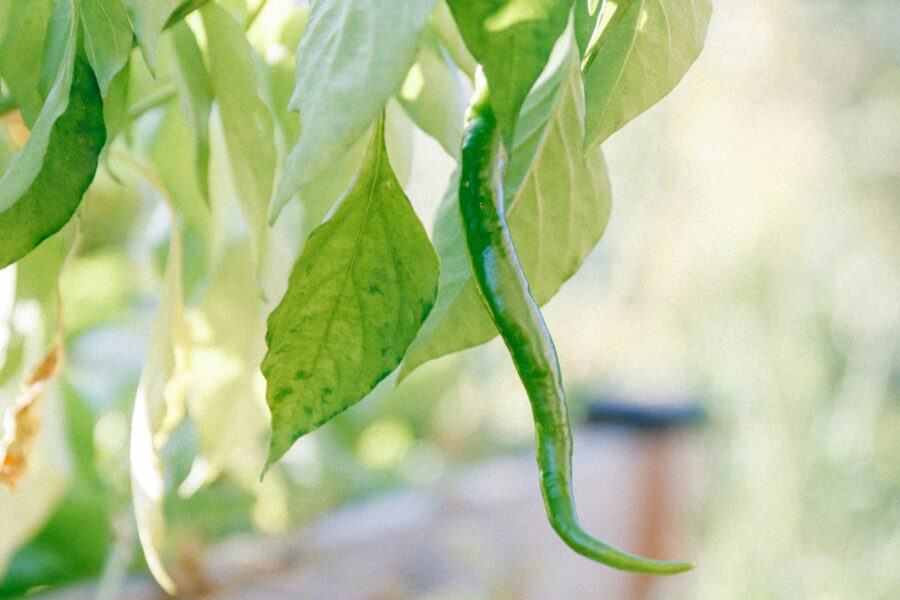 Jak založit vyvýšený záhon krok za krokem