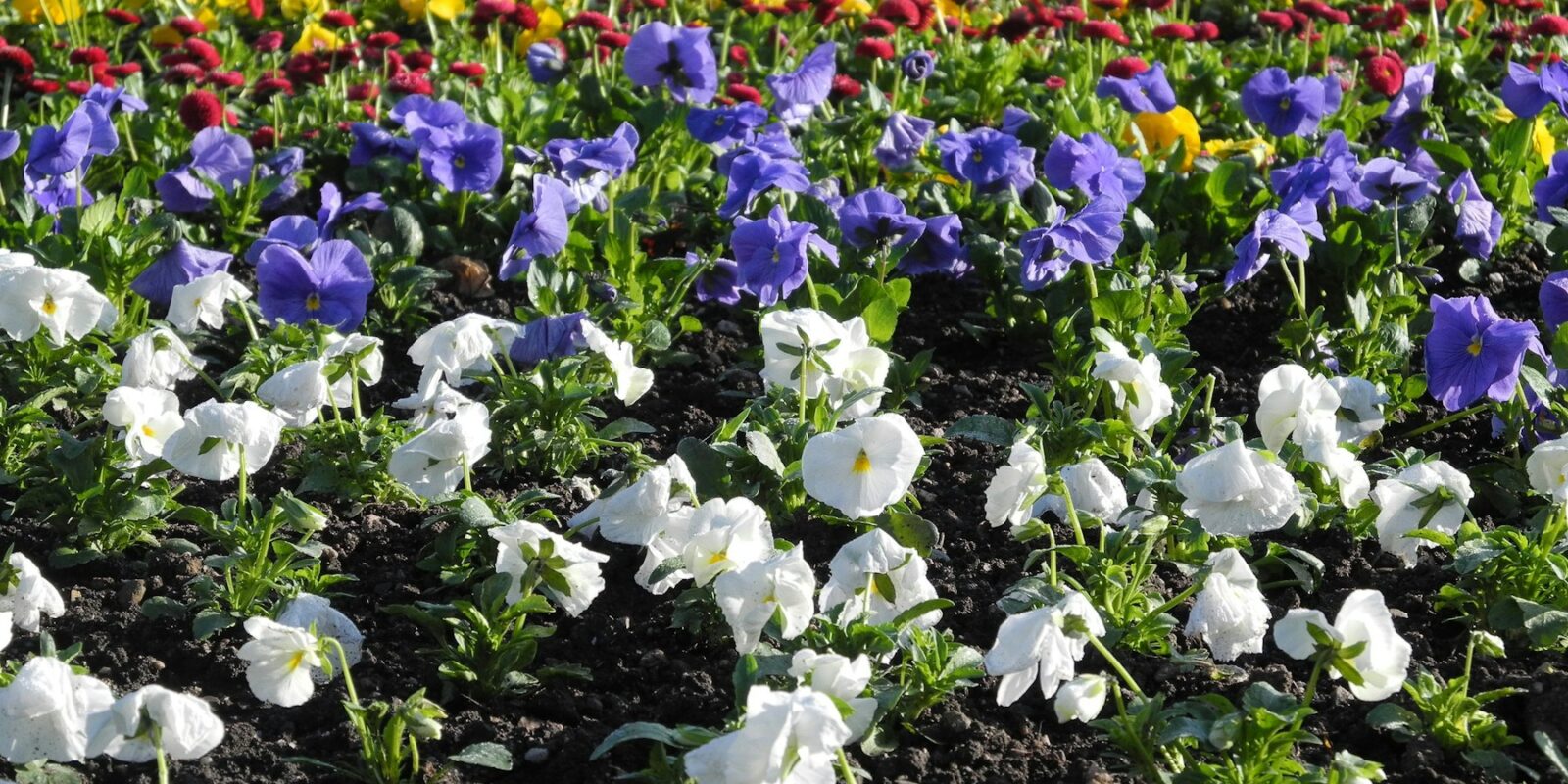 Jarní výsadba hravě a s radostí