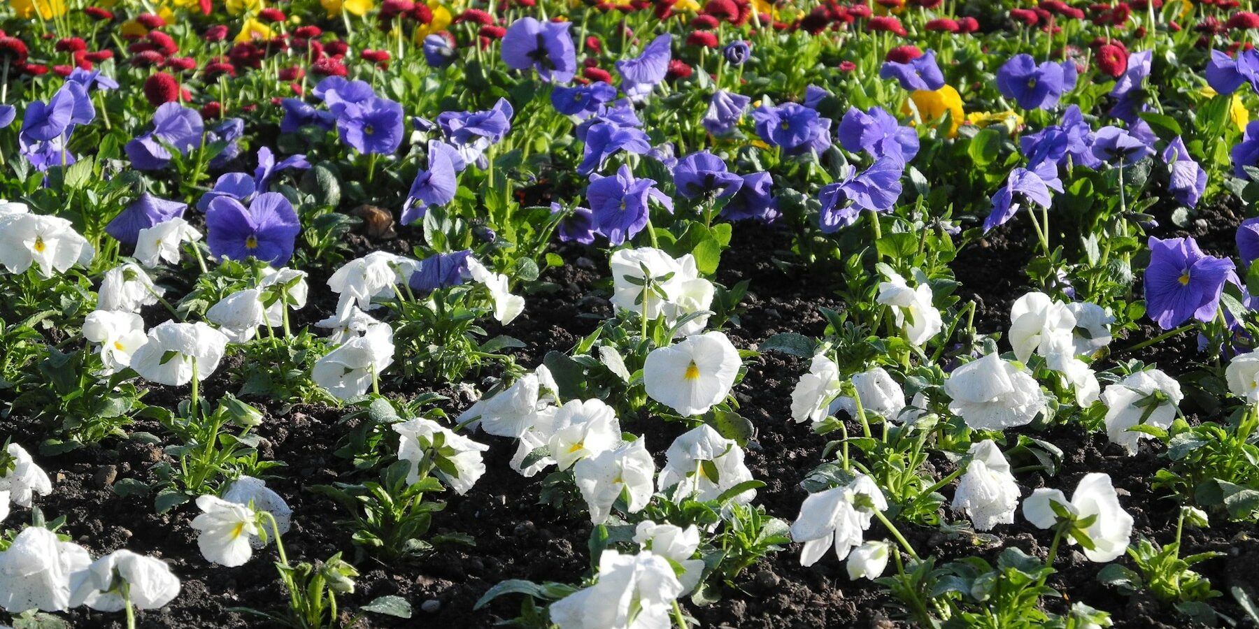 Jarní výsadba hravě a s radostí