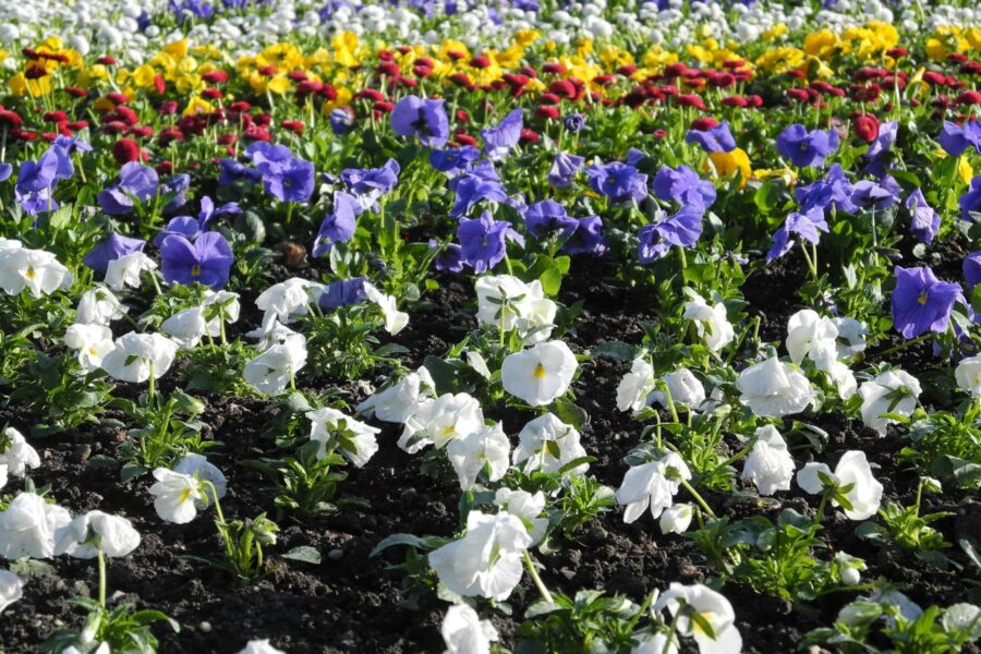 Jarní výsadba hravě a s radostí