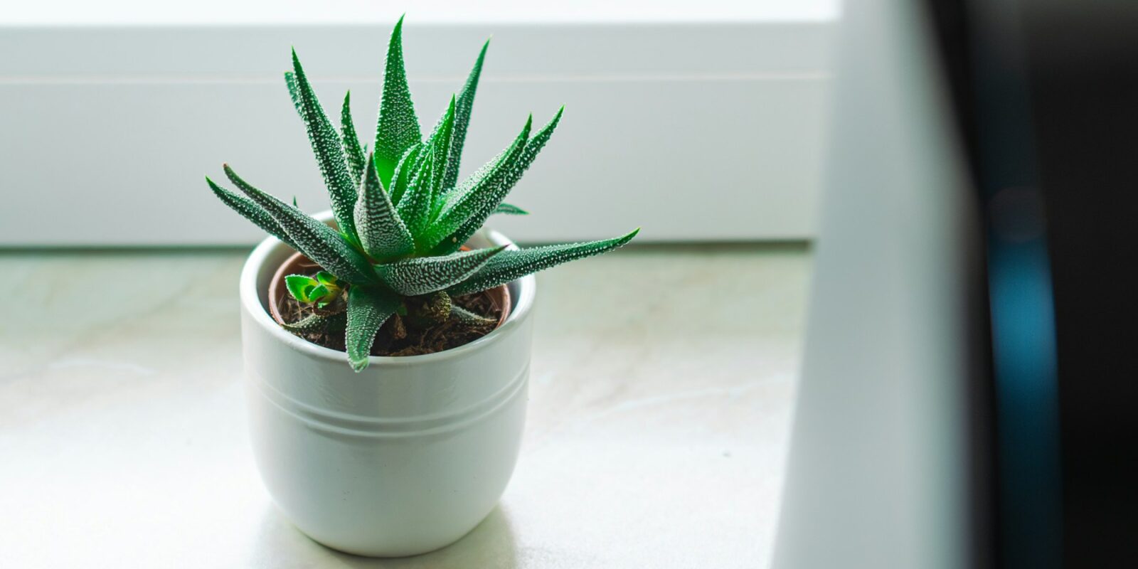 Jak zlepšit kvalitu vzduchu doma