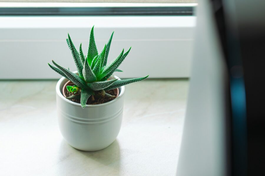 Jak zlepšit kvalitu vzduchu doma