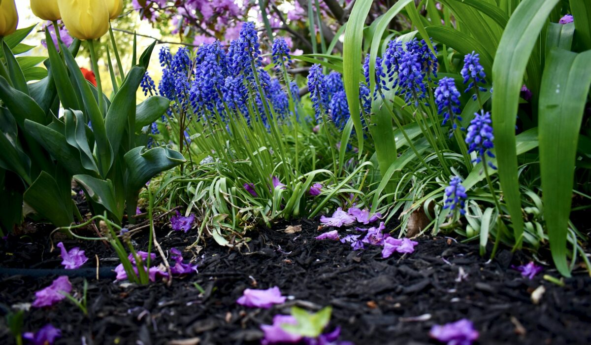 Jarní výsadba v zahradě