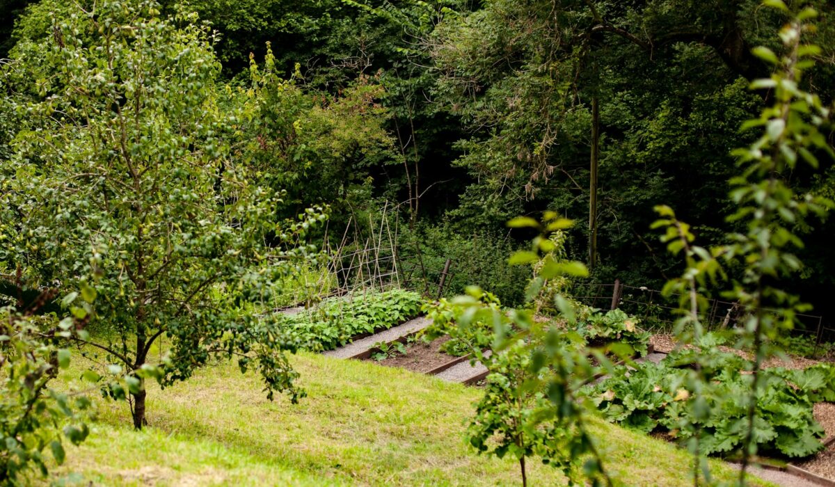 Kombinované pěstování rostlin