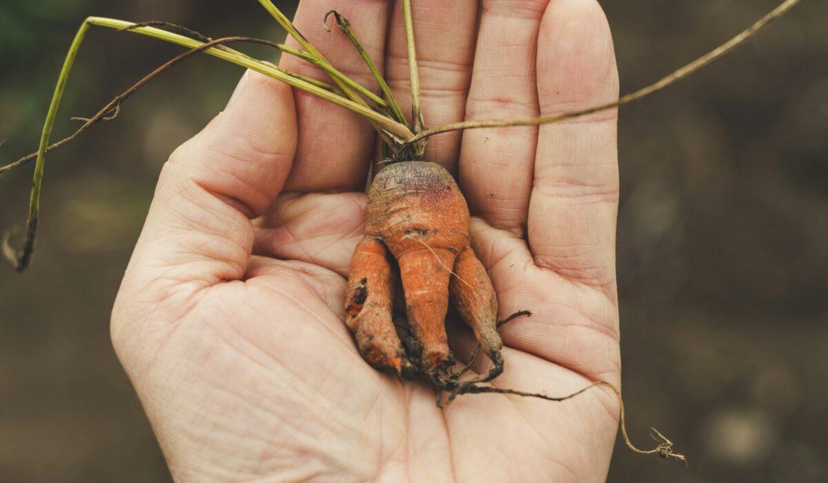 Sázení do vyvýšeného záhonu